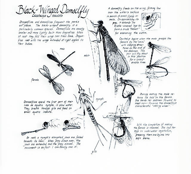 Floodplain section. Black-winged damselfly notebook page.