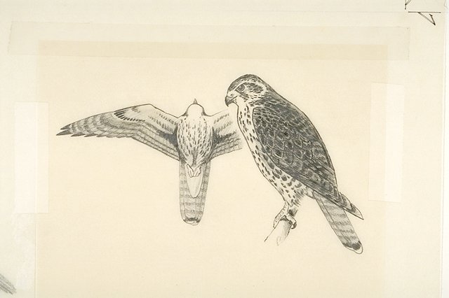 Profile and sky silhouette of a Prairie falcon.