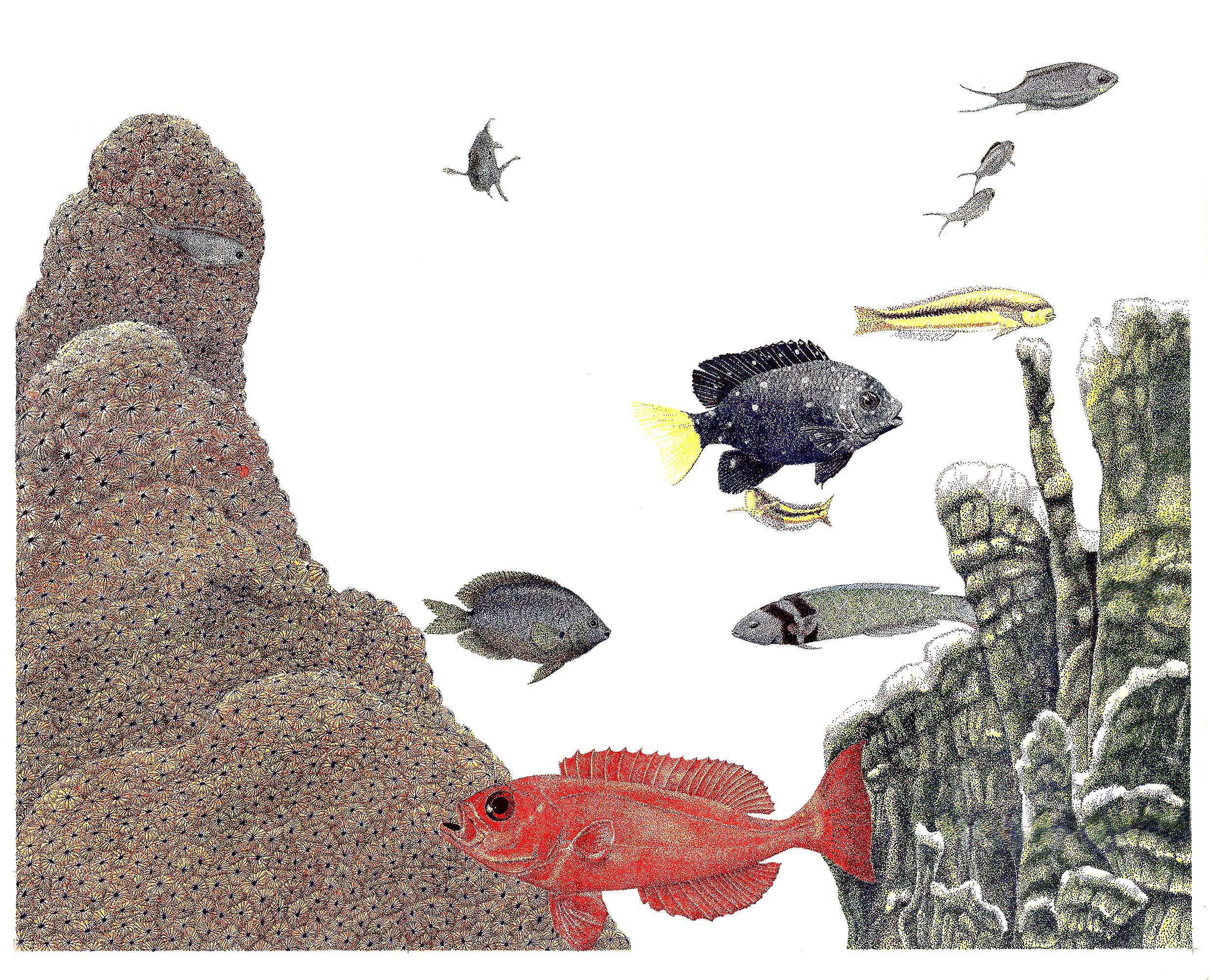 a Star coral, Blue chromis, juvenile Blue Head wrasse, Fire coral, Yellow damselfish, adult Blue Head wrasse, Three Spot damselfish, and a Big-eye.