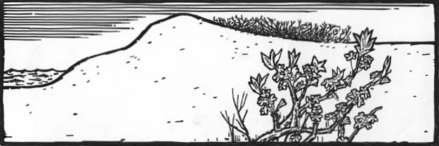 A Beach plum, showing results of wind pruning behind a sand dune.