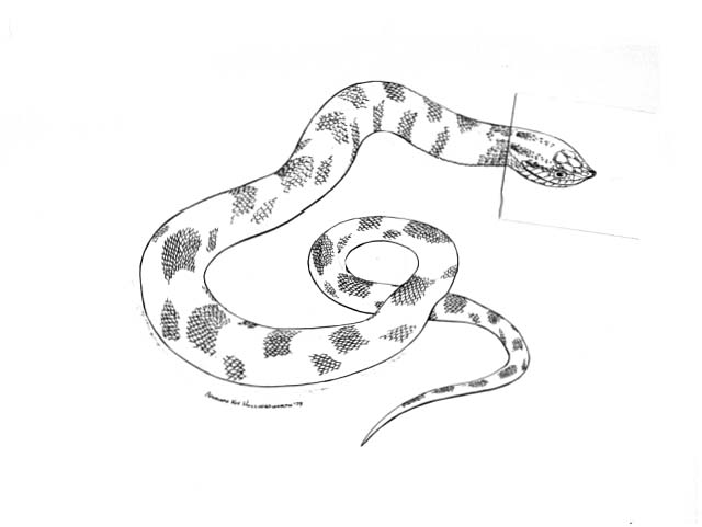 an Eastern hognose snake (Heterodon platyminos)