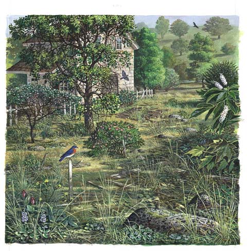 Scene depicts the first stage of forest regeneration within five years of an abandoned home site.