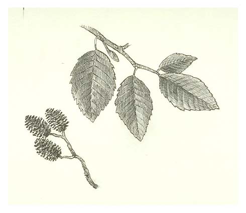 Leaves and cones of the Red alder (Alnus rubra)