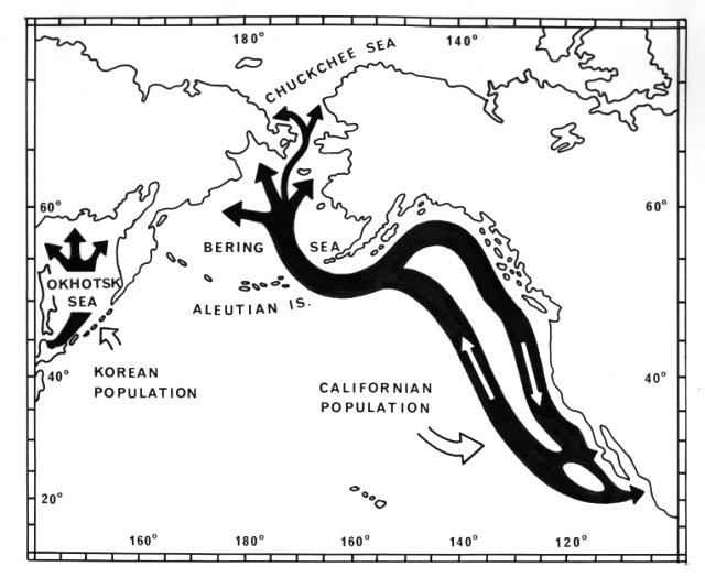 Map of the migration route of the California Gray whale.