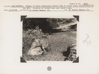 hfca_1607_iva_015_24_008_8059_a. Man--General--Stumps of trees needlessly hacked down in horse trail construction by the WPA [Works Progress Administration]- vicinity of former barn and ranch house. Locality: [Glacier National Park]. Negative #: 8059 . Copied CCC [Civilian Conservation Corps]