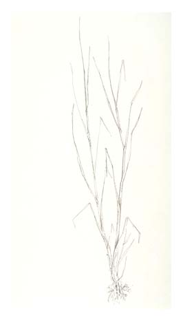 Tall cordgrass (Spartina alterniflora) showing root system.