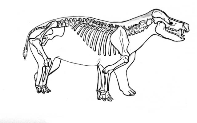 A Coryphodon, a prehistoric mammal of the Eocene Epoch, with its skeletal structure highlighted.