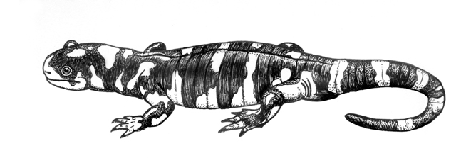 a Tiger salamander