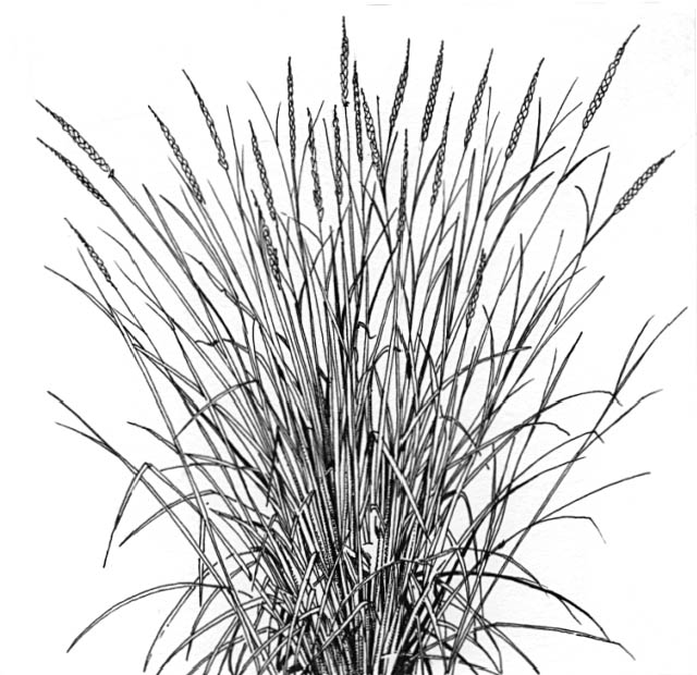 Great Basin Wild rye