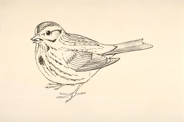 a Song sparrow (Melospiza melodia)