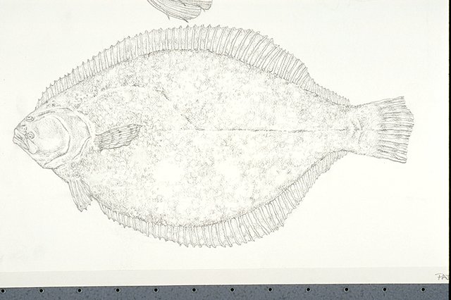 a Southern flounder