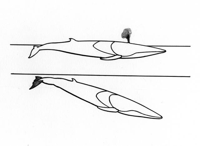 Minke whale diagram: characteristic pose to spout at the surface and a diving attitude each illustrated by an outline two-part drawing oriented to the horizontal. Stipple technique highlights either the spout or the fluke position.