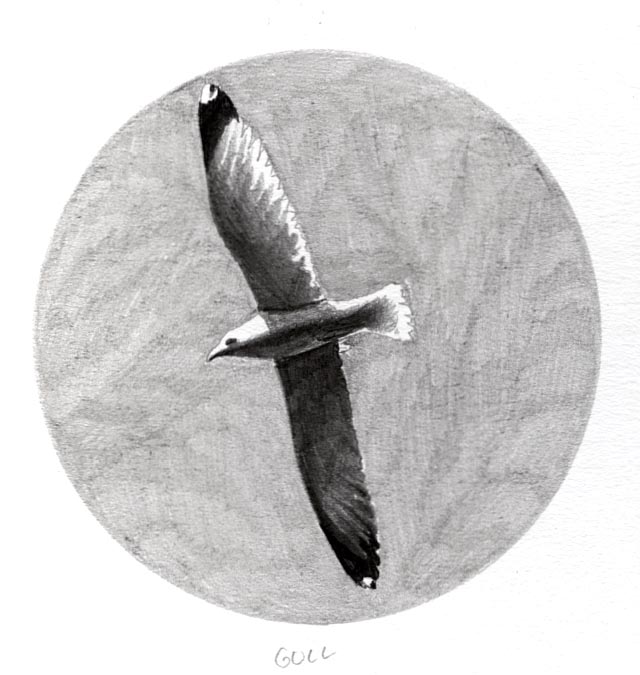 A Herring gull in flight.