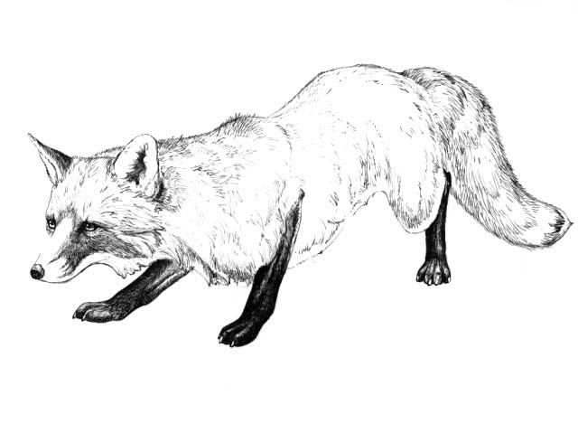a Red fox (Vulpes fulva)