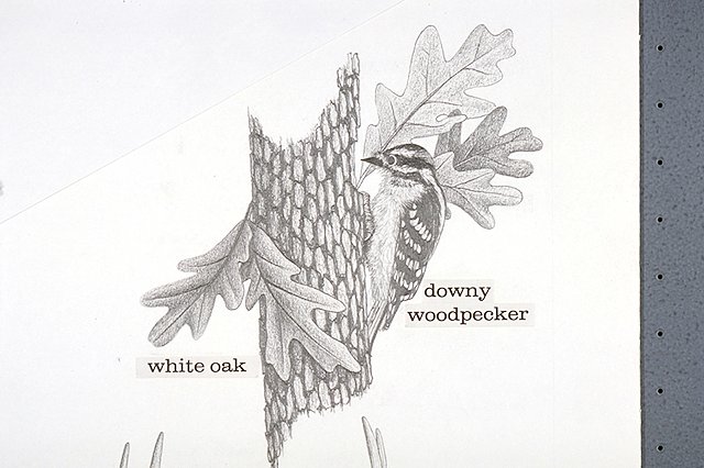 A Downy woodpecker perched on the side of a White oak tree.