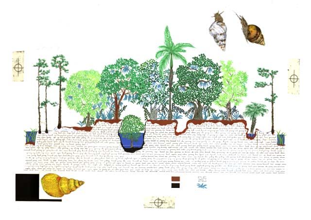 Tropical Hardwood Hammock ecosystem of the Florida Everglades includes Pineland of South Florida Slash pine, Bustic, Gumbo-Limbo, Pond Apple in a Solution Hole, Royal Palm, Live Oak, Mastic, Saw-palmetto, and both wet and dry season water levels