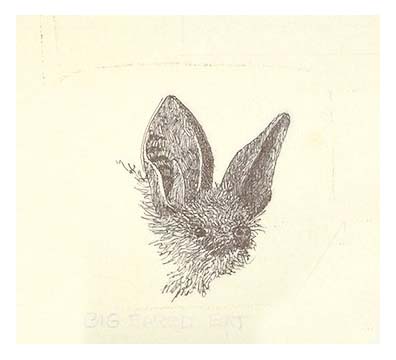 head detail of a Big-eared bat