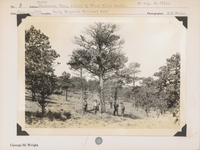 hfca_1607_iva_023_35_018_noneg16_a. Trees – Ponderosa pine, killed by Black Hills beetle. No negative on file. Locality: Rocky Mountain National Park. [CCC Workers in image, information from previous image hfca_1607_iva_023_35_018_noneg15_a with same location and date].