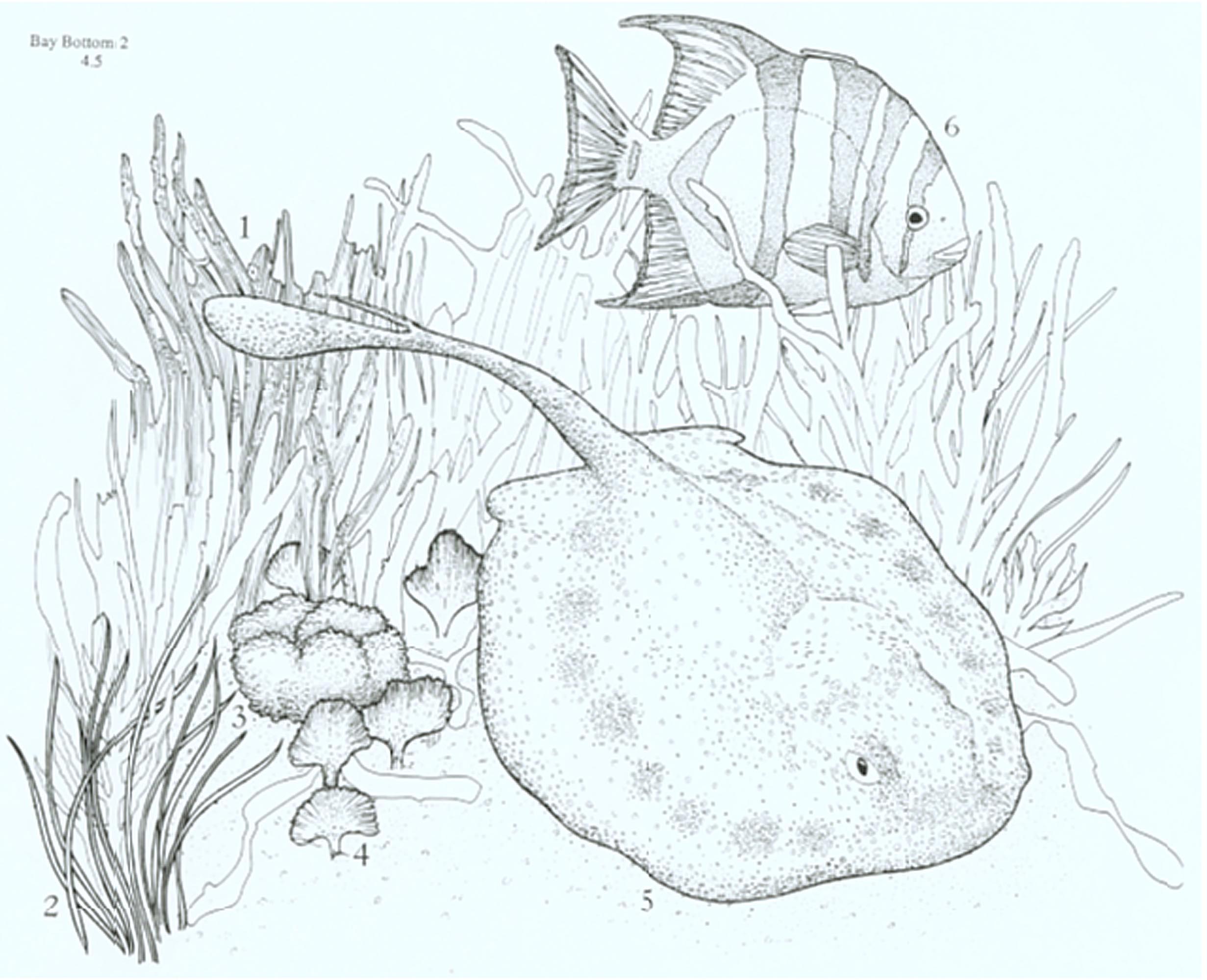 Habitat case identification drawing for Bay Bottom (Bay Bottom Dwellers). Species depicted include Turtle grass, Manatee grass, Fire sponge, Mermaid's Fan algae, Yellow stingray, and an Atlantic spadefish.