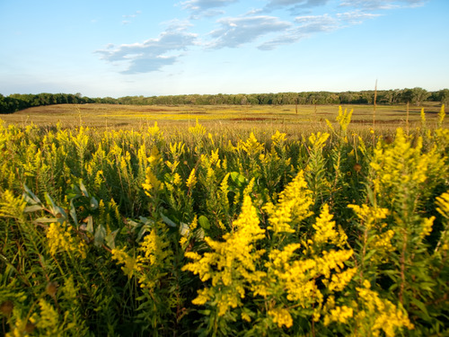 Goldenrod in vibrant bloom