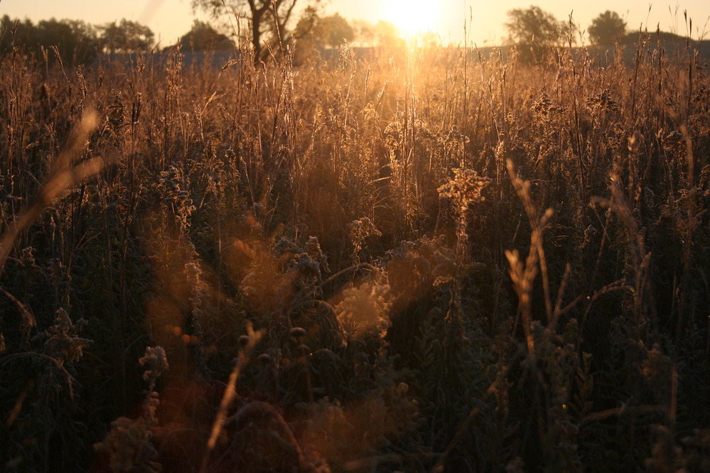 Sun on the prairie
