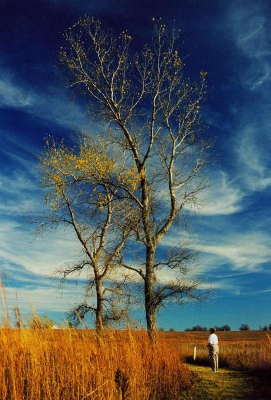 Soaking in autumn under cirrus clouds