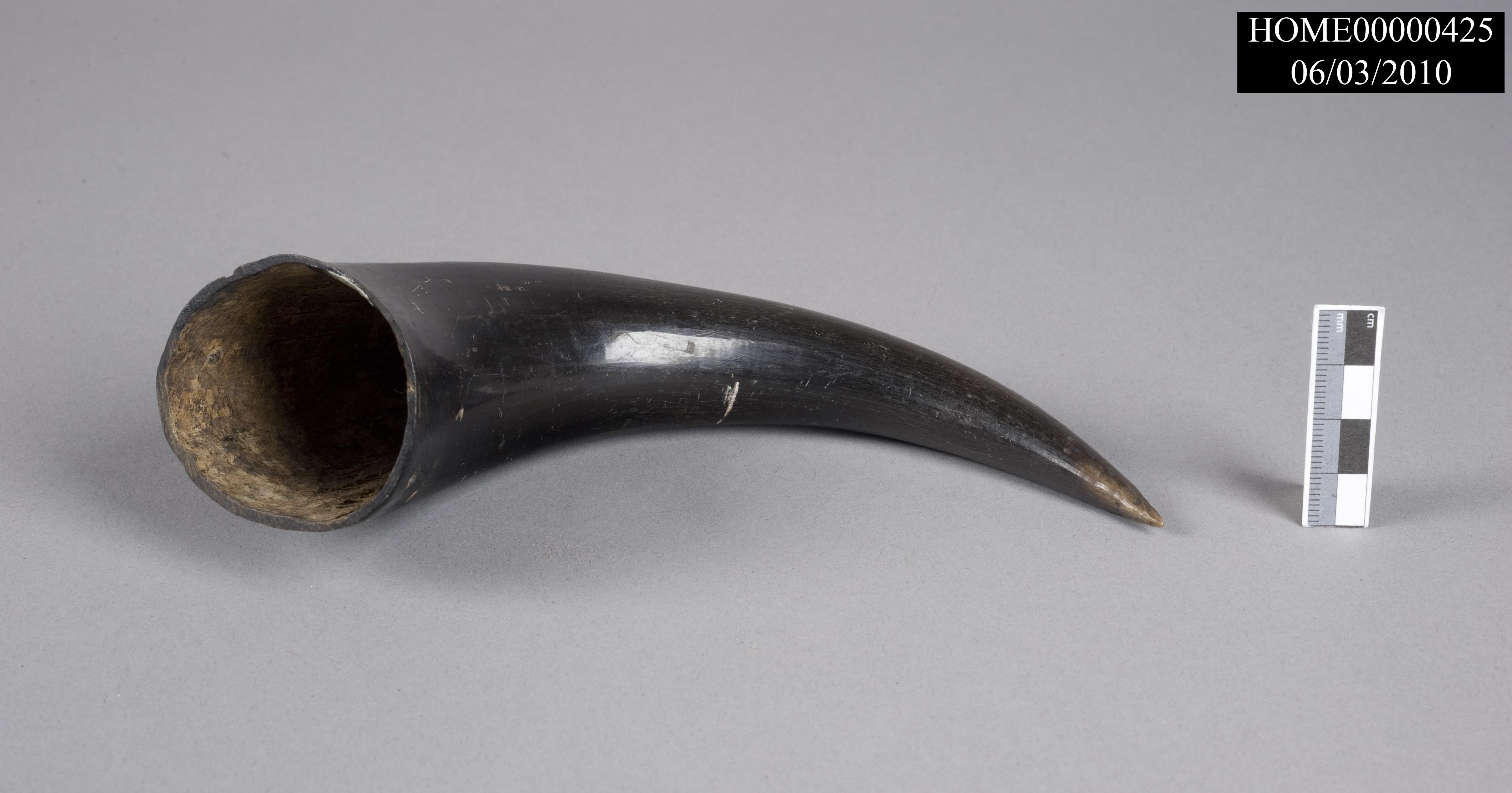 Curved animal horn