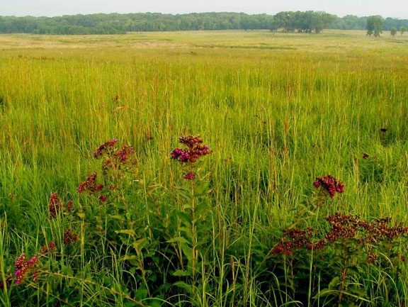 Western Ironweed blooms on the Prairie