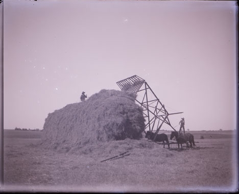 Man on large hay stack with horse powered hay stacker.