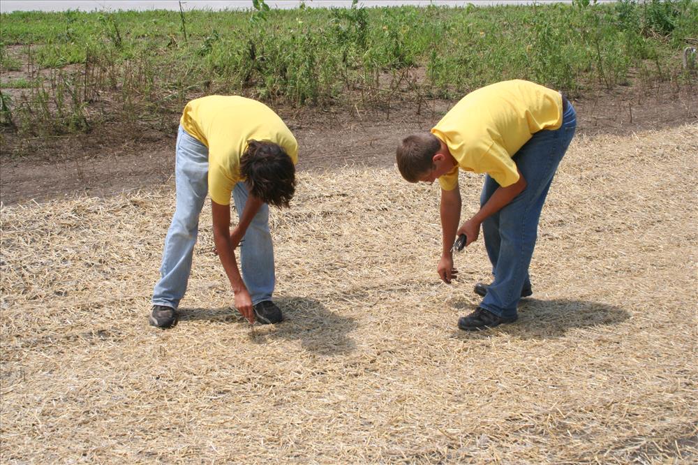 Two YCC members examining an area seeded for prairie grass.