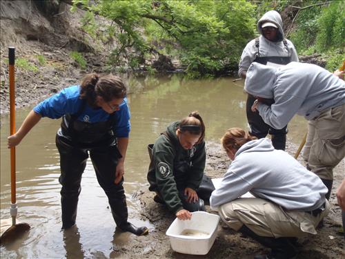 A group of five people looking at invertebrates collected from Cub Creek.