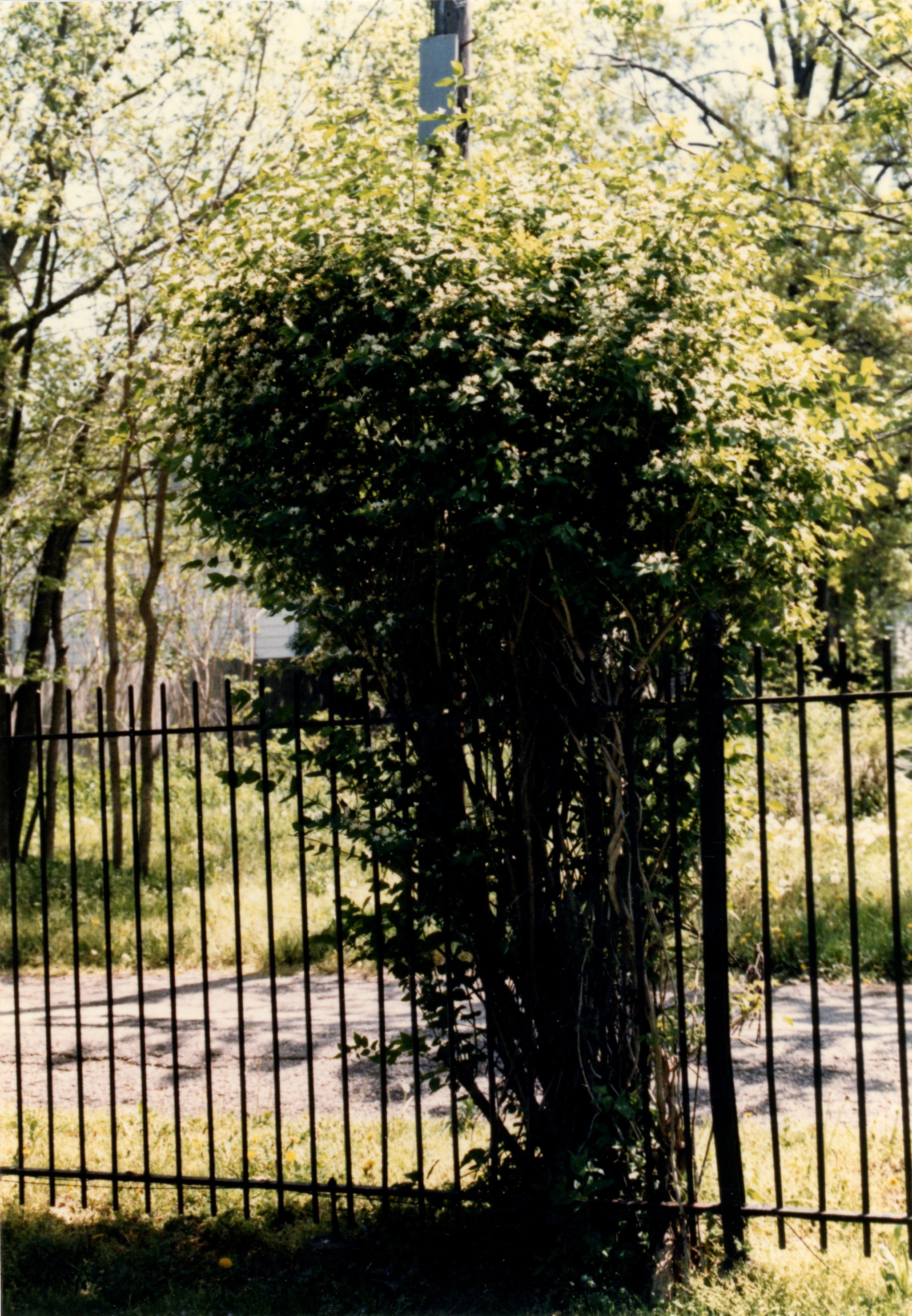 South side of yard white flower bush