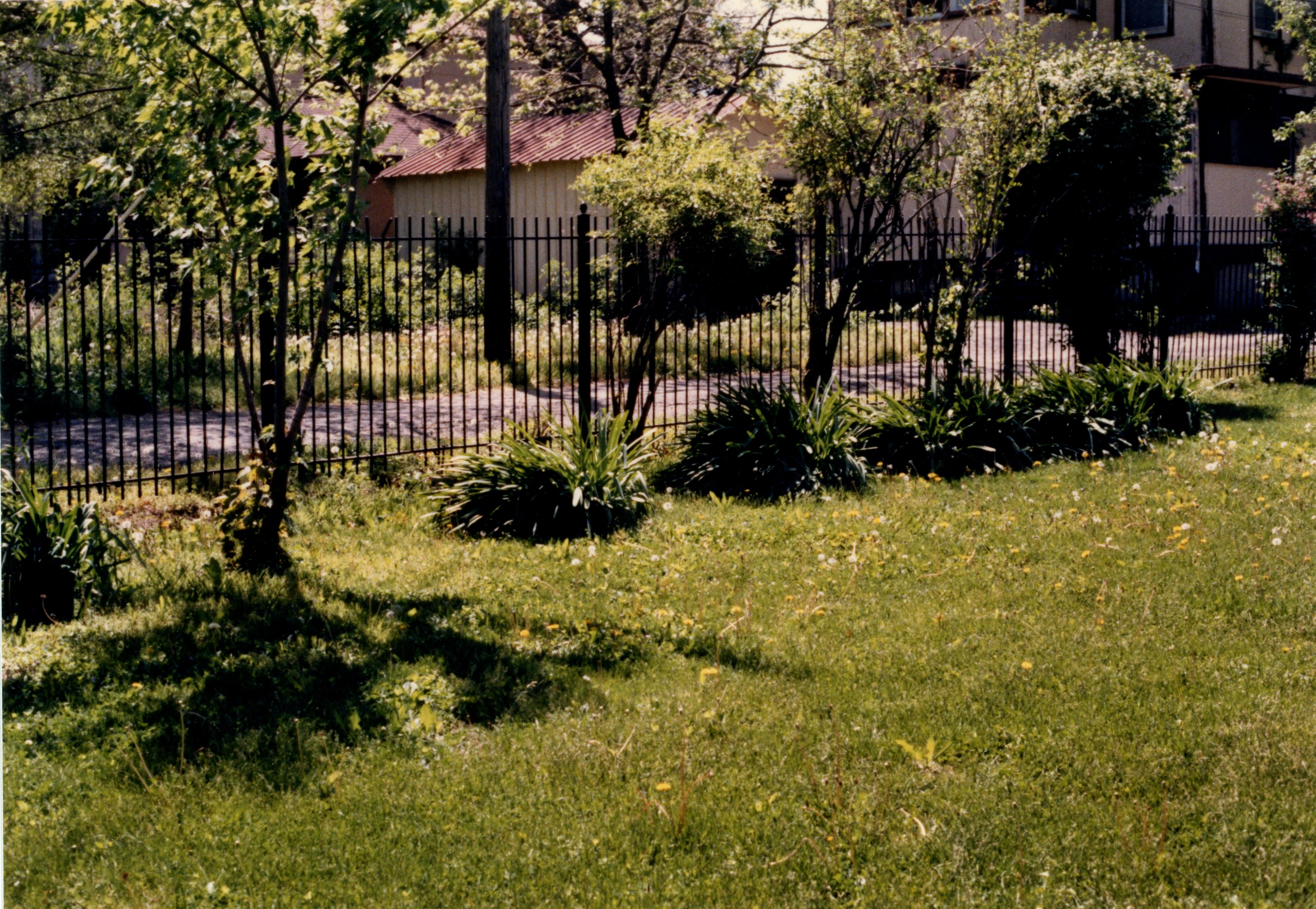 Non planted lilies by fence south yard