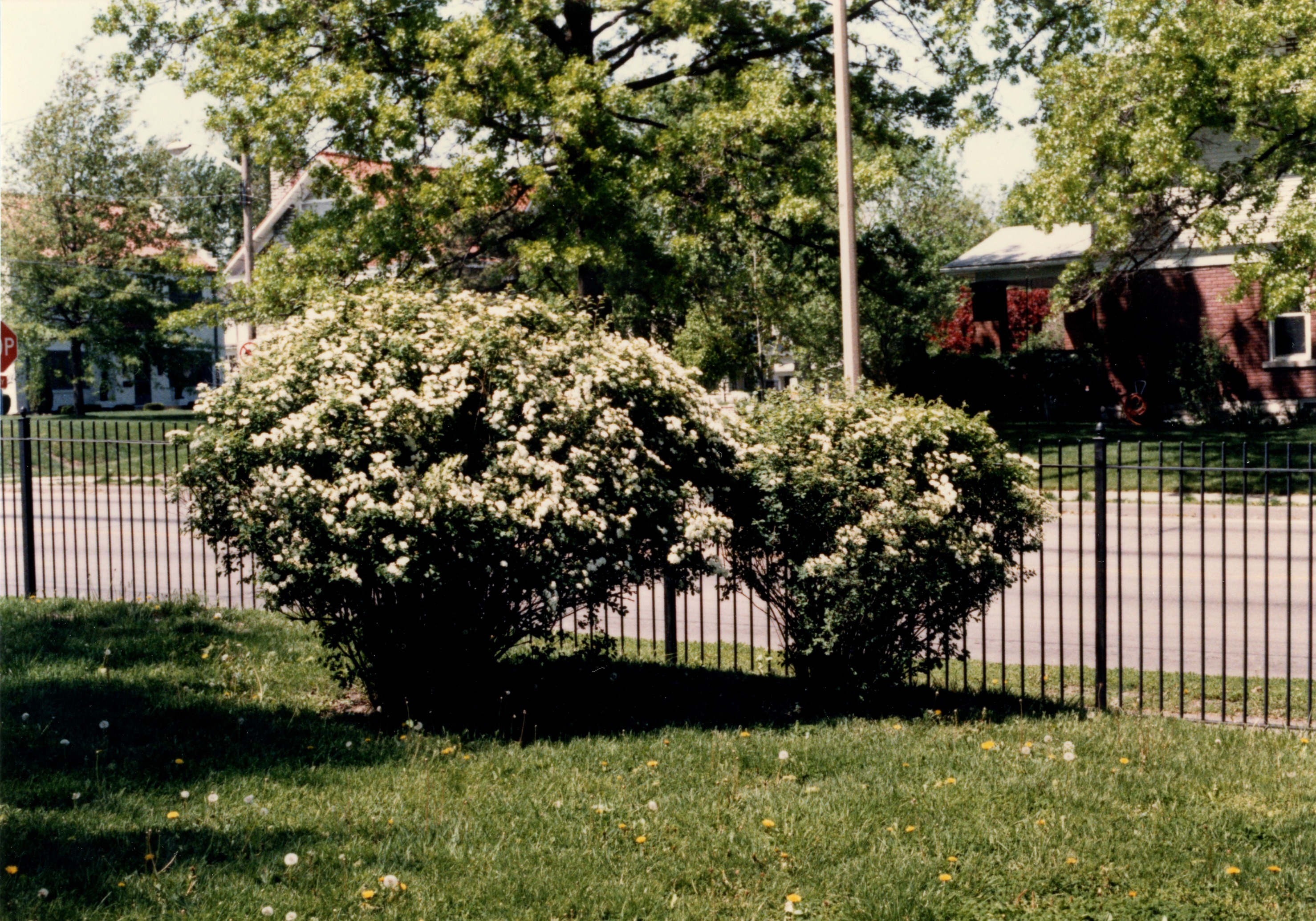 North side of yard Spirea fence