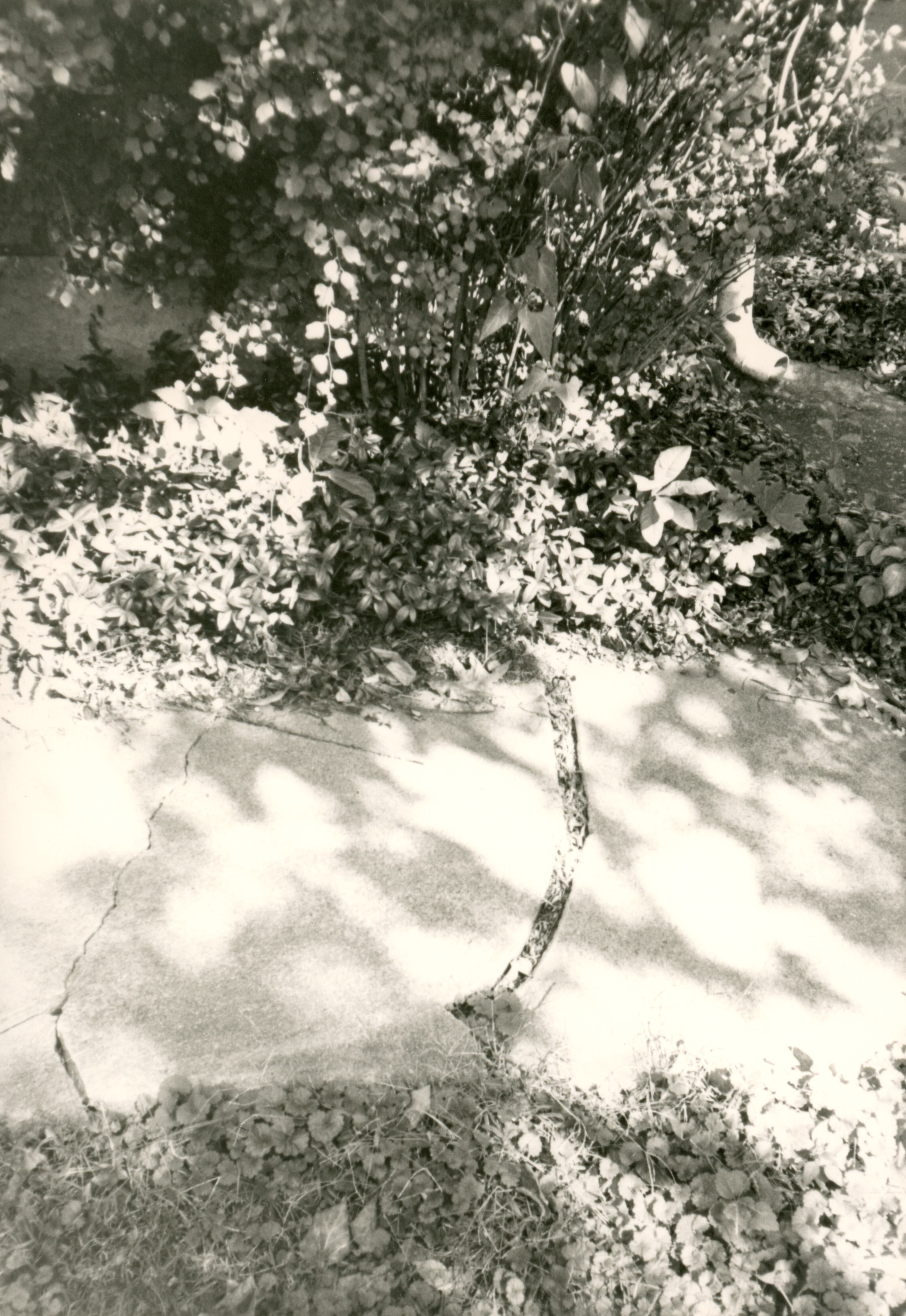 Sidewalk damage documentary image