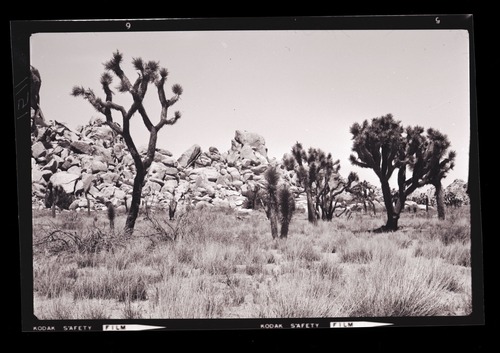 Black and white image of Joshua trees in Hidden Valley