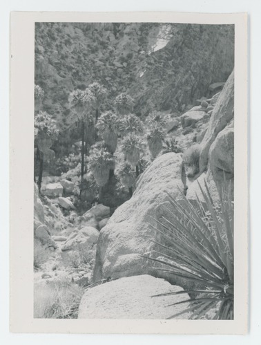 Black and white image of Lost Palms Oasis