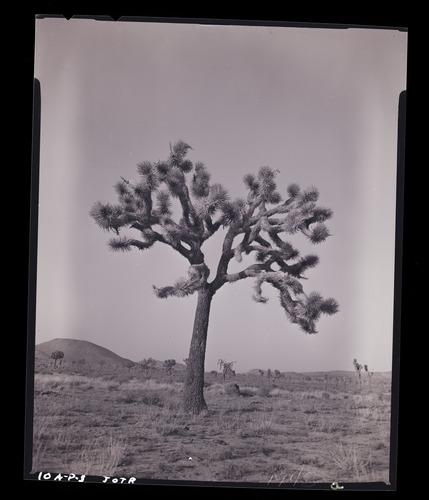 Black and white image of Joshua tree