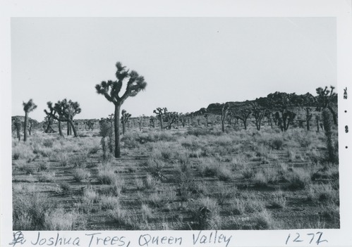 Black and white image of Joshua Trees