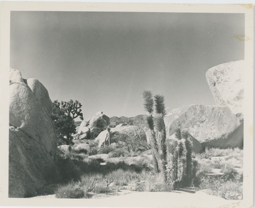 Black and white image of Joshua Trees near Hidden Valley