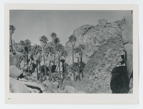 Black and white image of Lost Palms Oasis