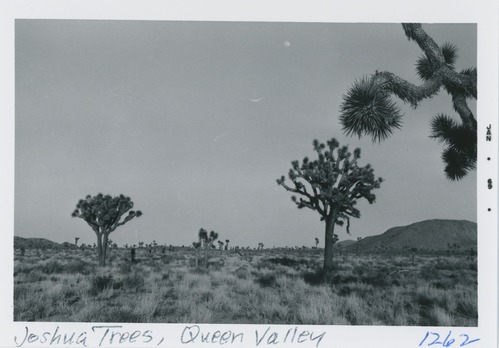 Black and white image of Joshua Trees