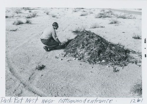 Black and white image of Pack Rat Nest