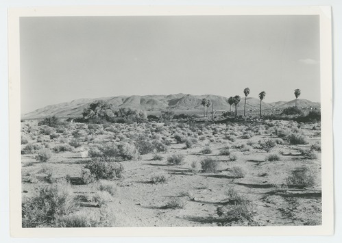 Black and white image of 29 Palms Oasis