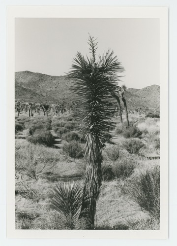 Black and white image of Joshua tree