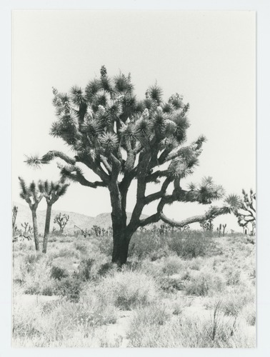 Black and white image of Joshua trees
