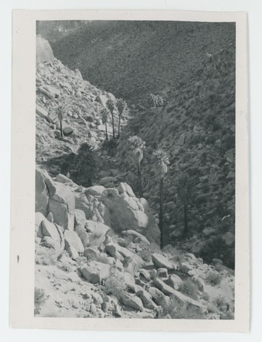 Black and white image of Lost Palms Oasis