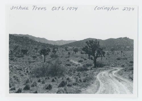 Black and white image of Covington area