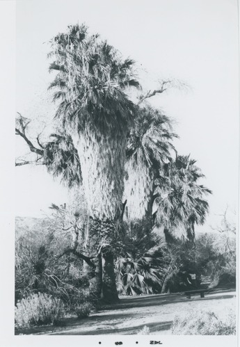 Black and white image of Twentynine Palms Oasis