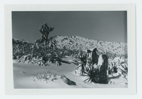 Black and white image of snow scene